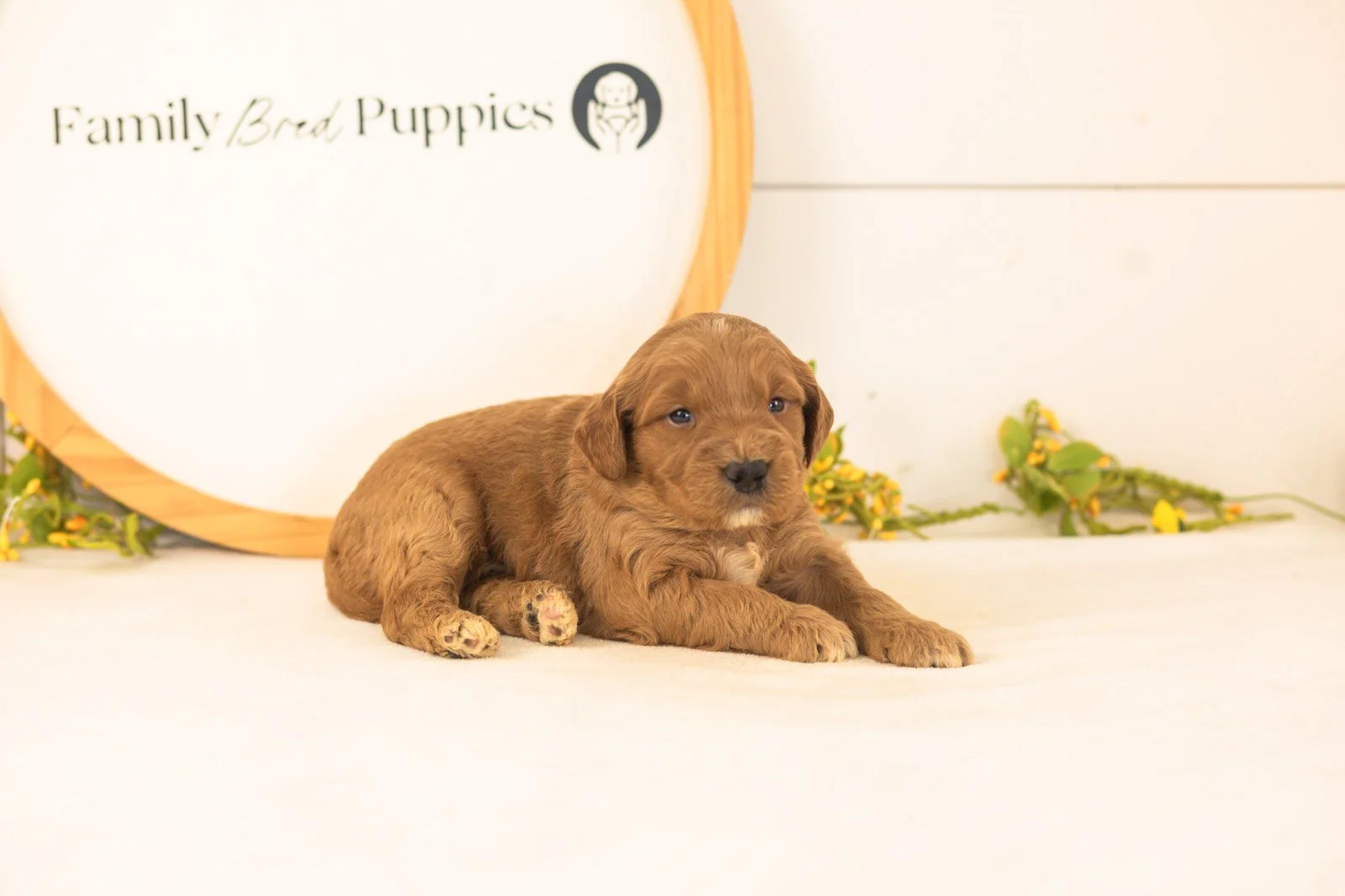 Cooper goldendoodle for sale.jpg