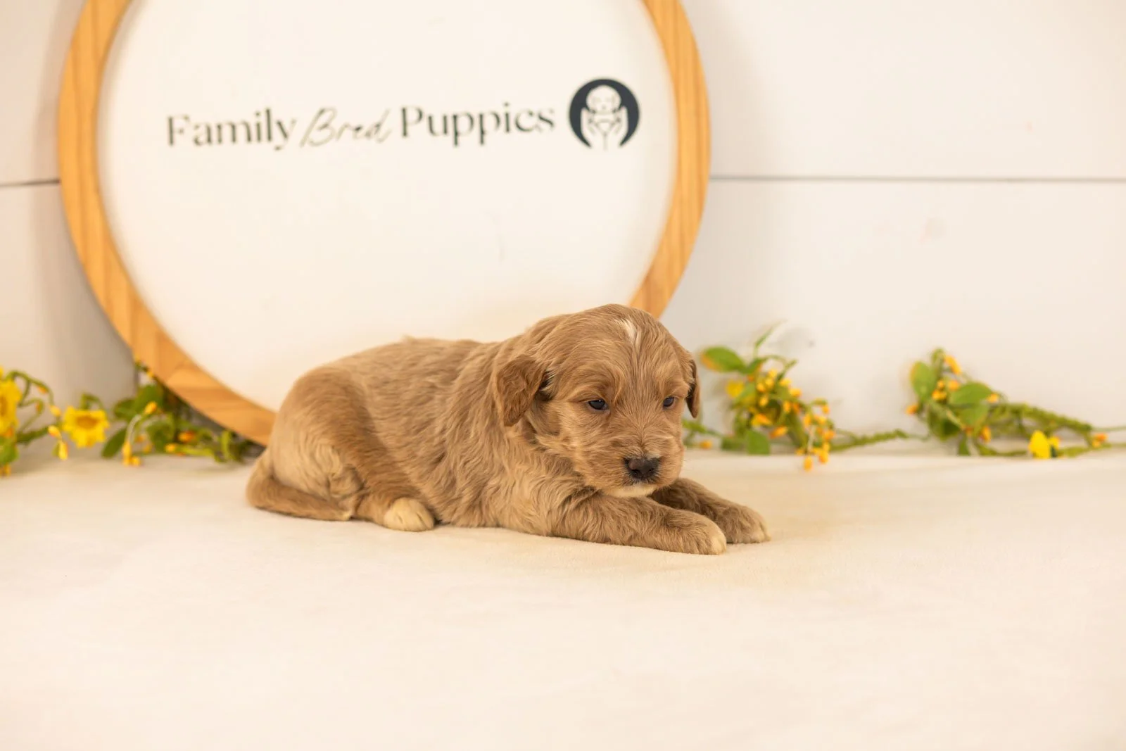 Max goldendoodle for sale(2).jpg