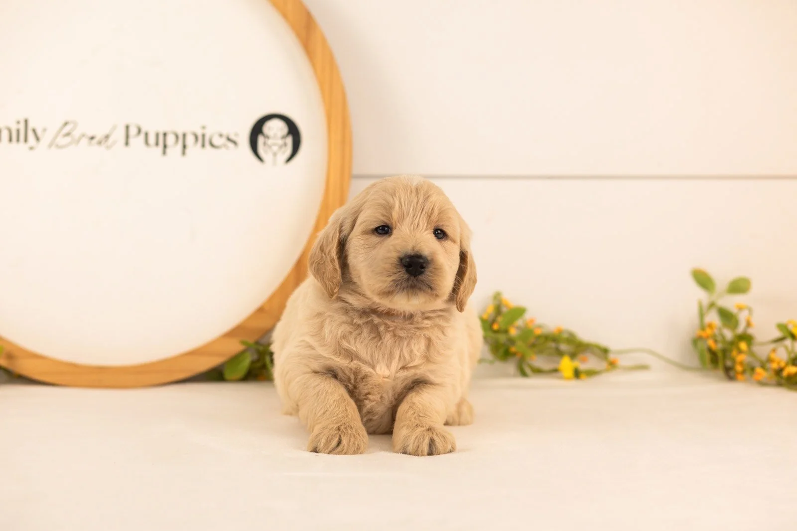 Chip goldendoodle for sale(2).jpg