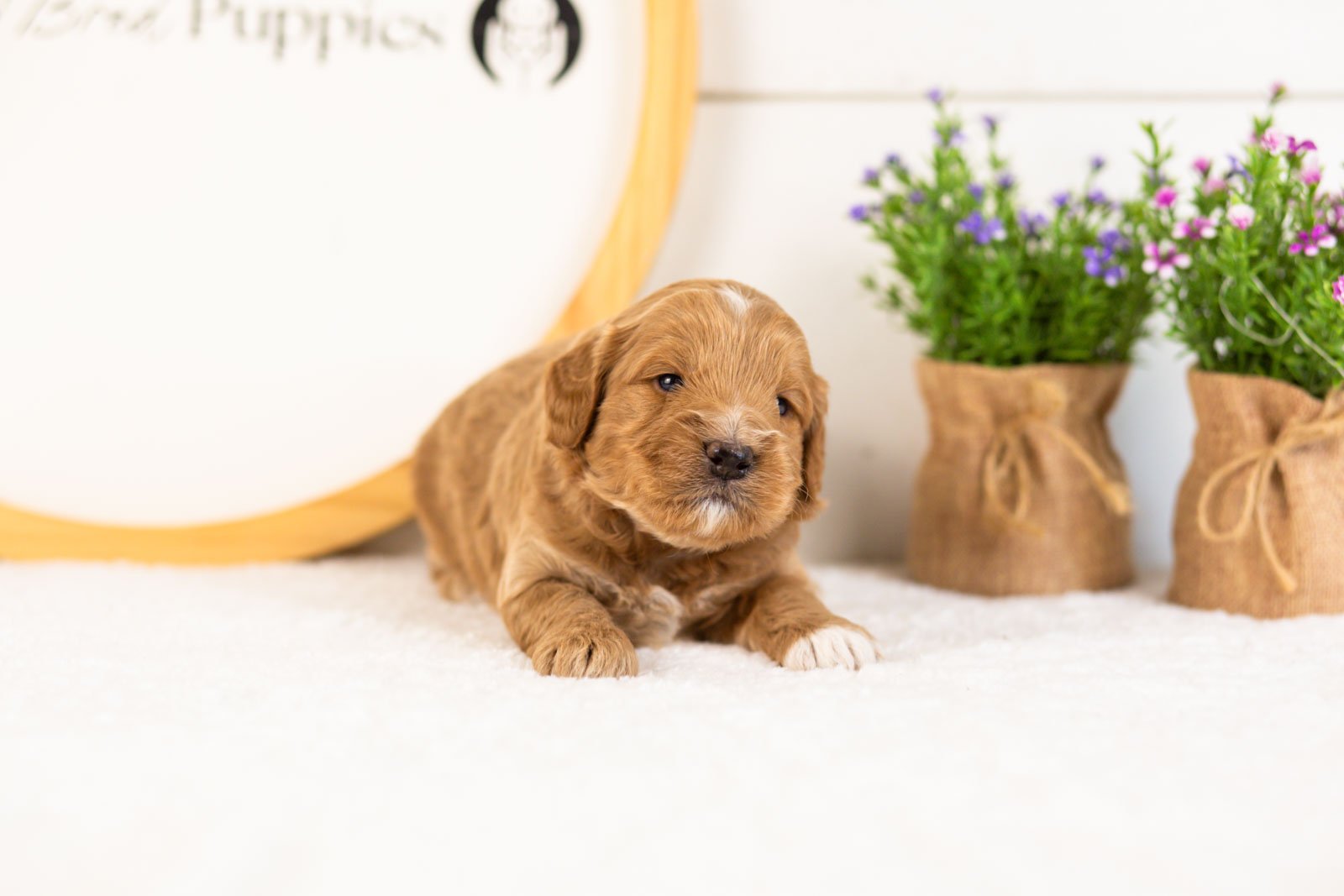 Munster goldendoodle for sale(1).jpg