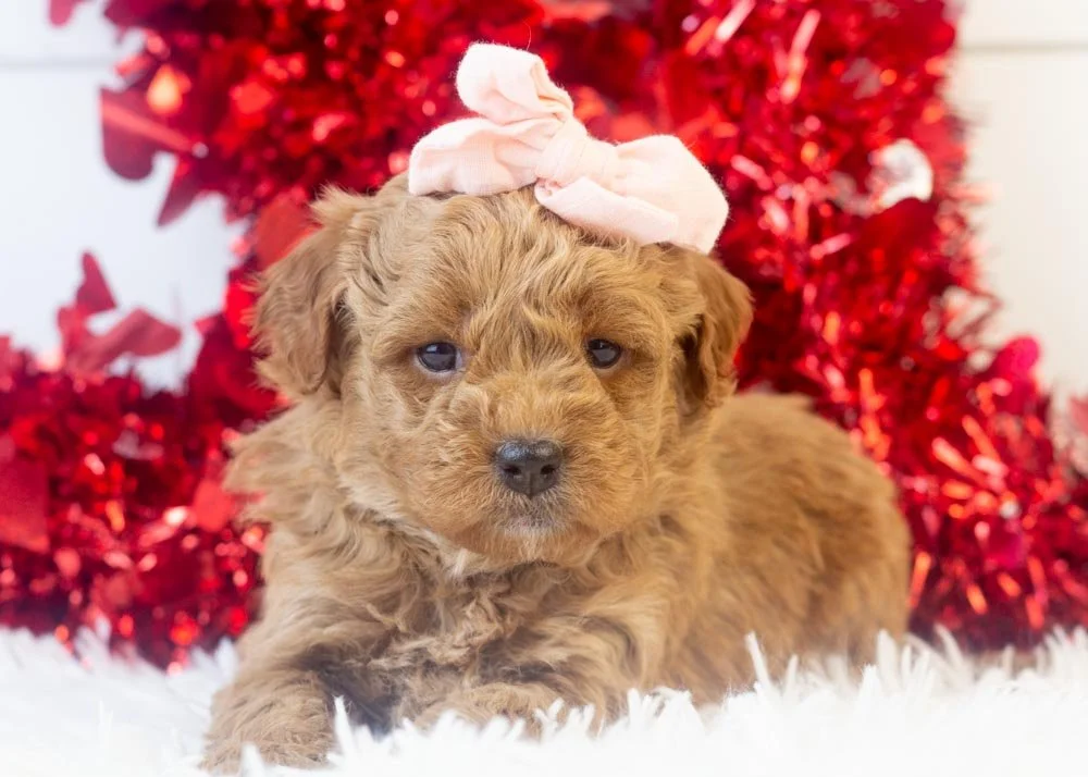 Rose goldendoodle for sale.jpg