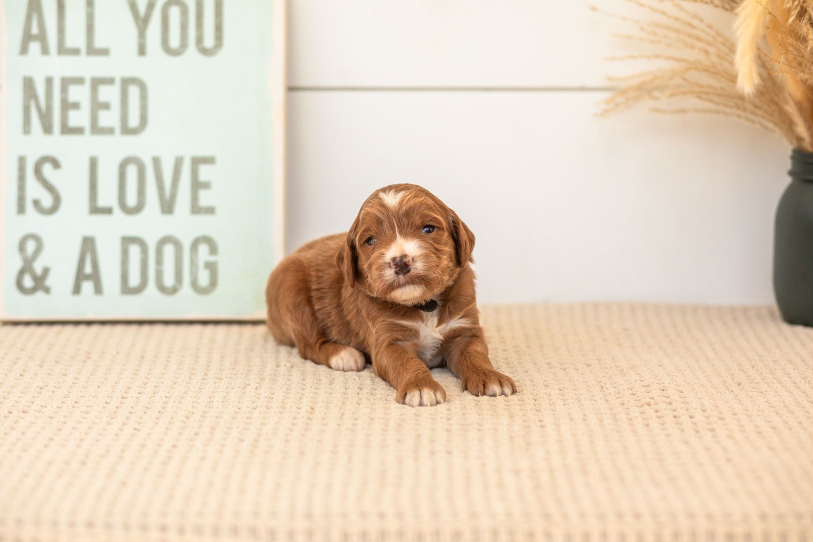 Bentley goldendoodle for sale(1).jpg