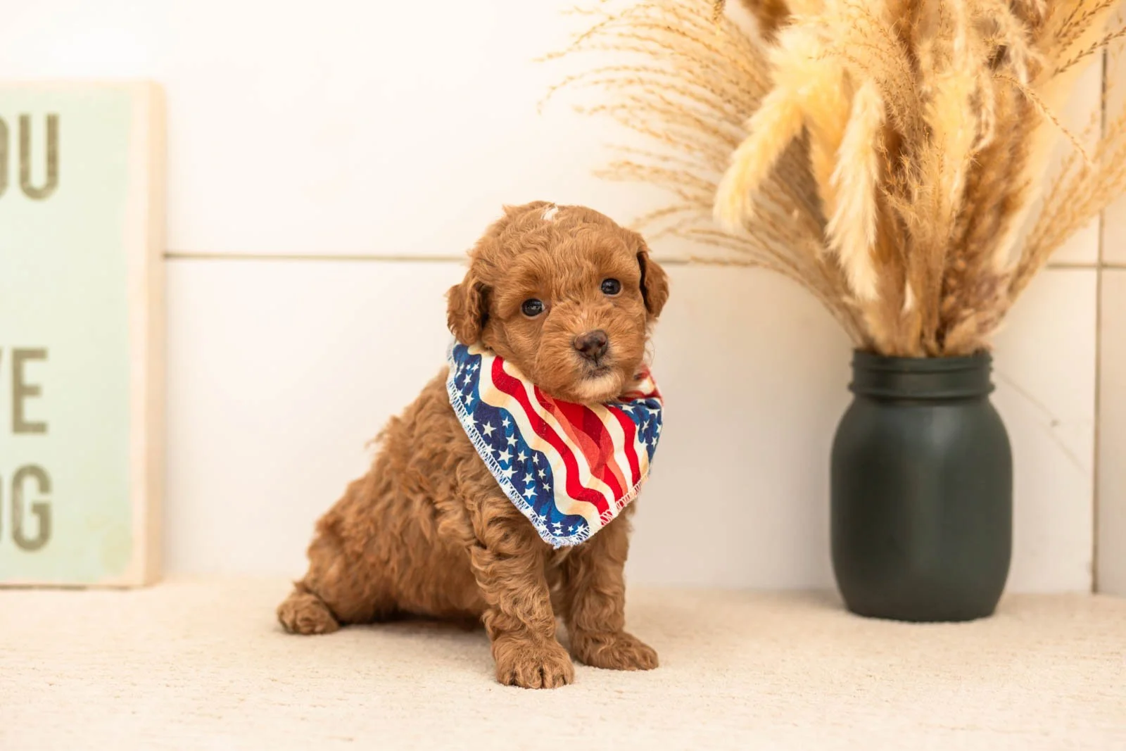 Oriole goldendoodle for sale(3).jpg