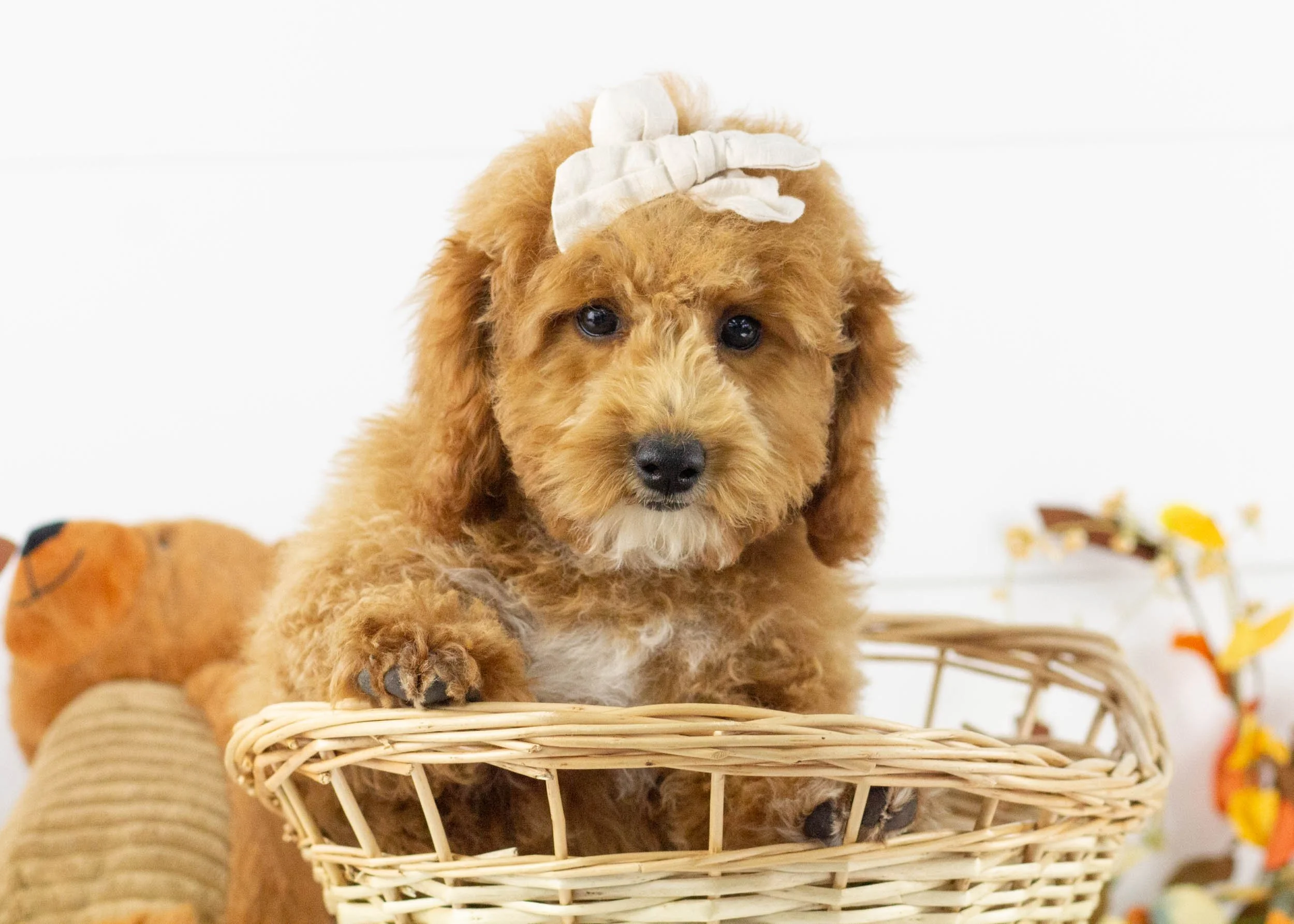 Tara goldendoodle for sale.jpg