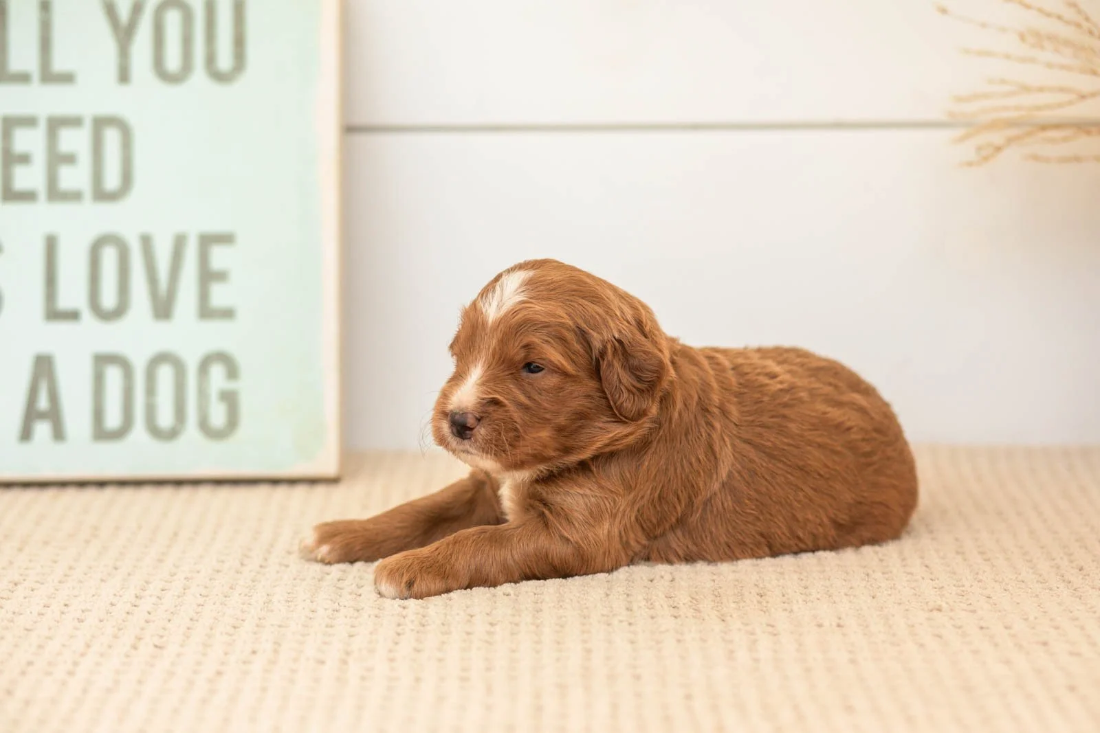 Beau goldendoodle for sale.jpg