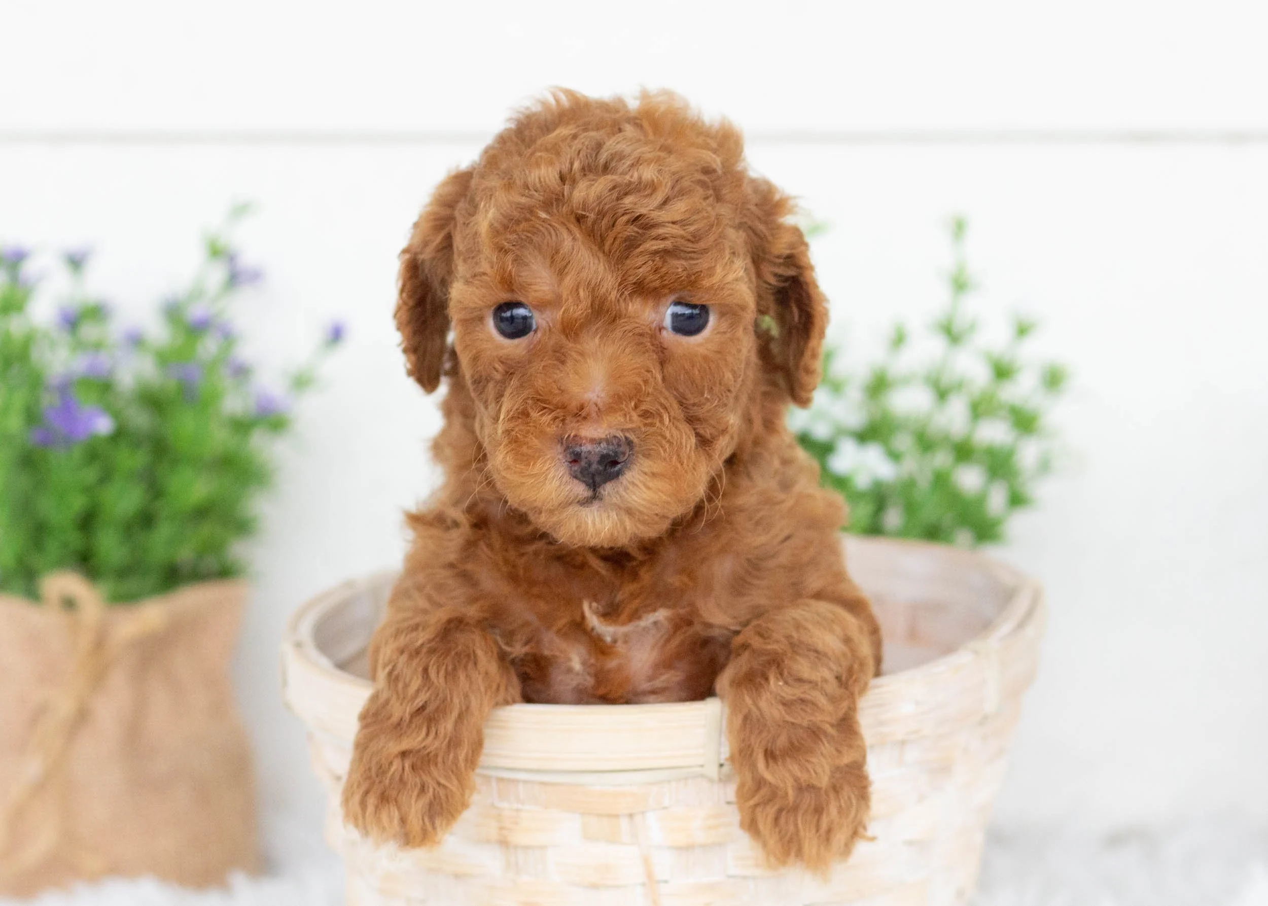 Vincent goldendoodle for sale.jpg