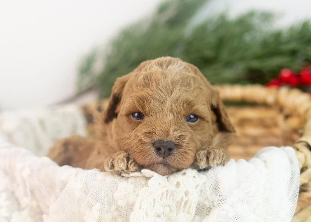 Rose goldendoodle for sale(1).jpg