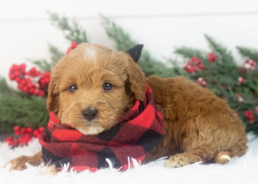 boone goldendoodle for sale(2).jpg