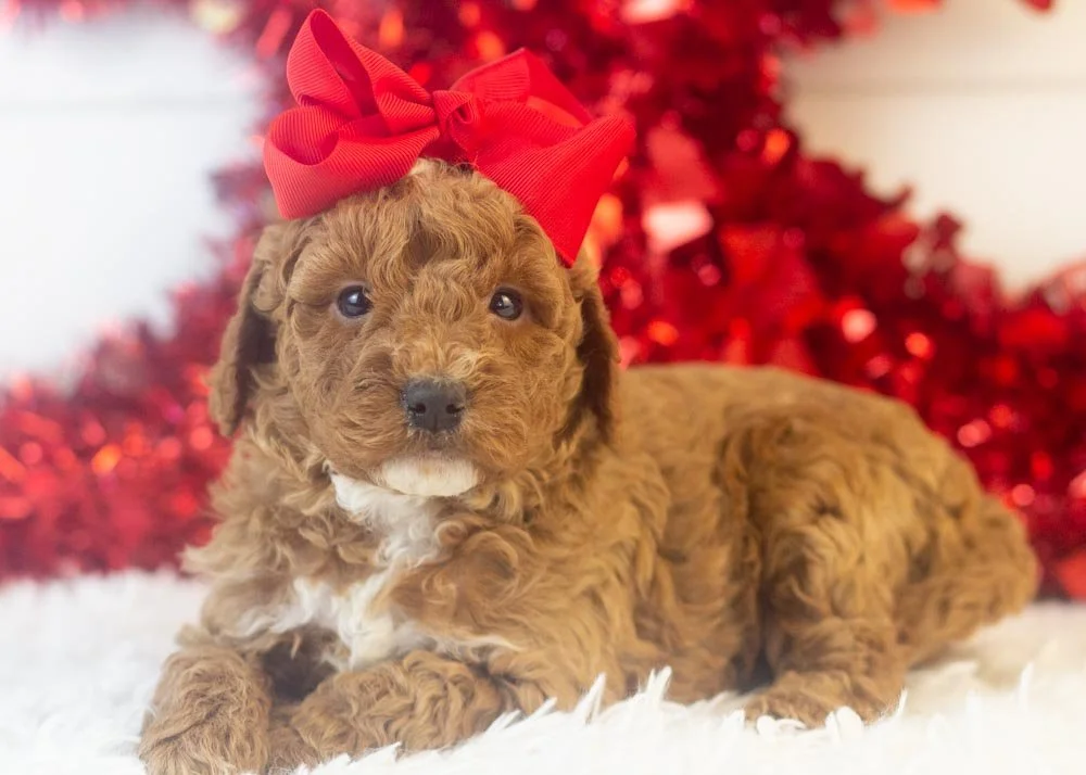 Carly goldendoodle for sale(3).jpg