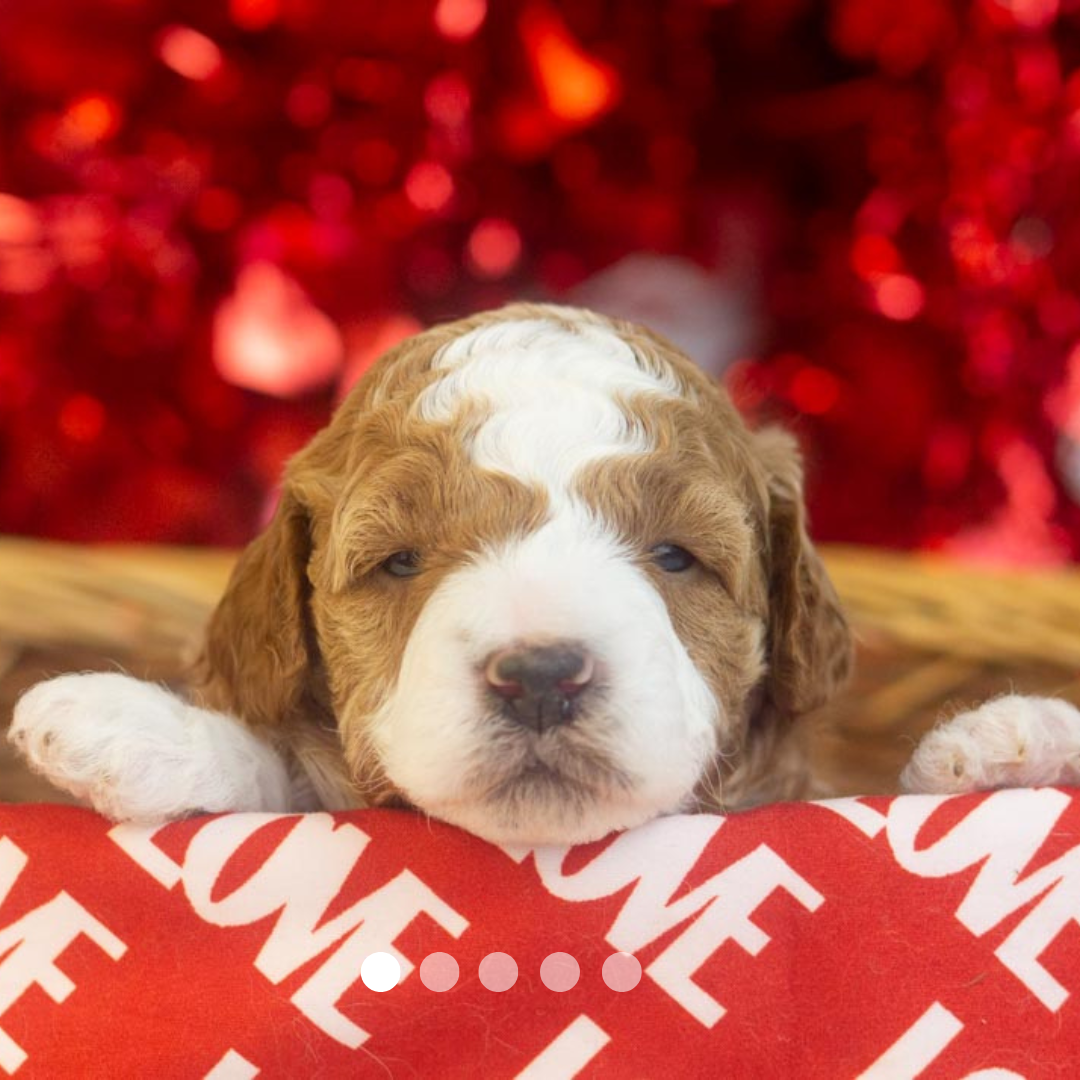 Copy of FBP Design.png