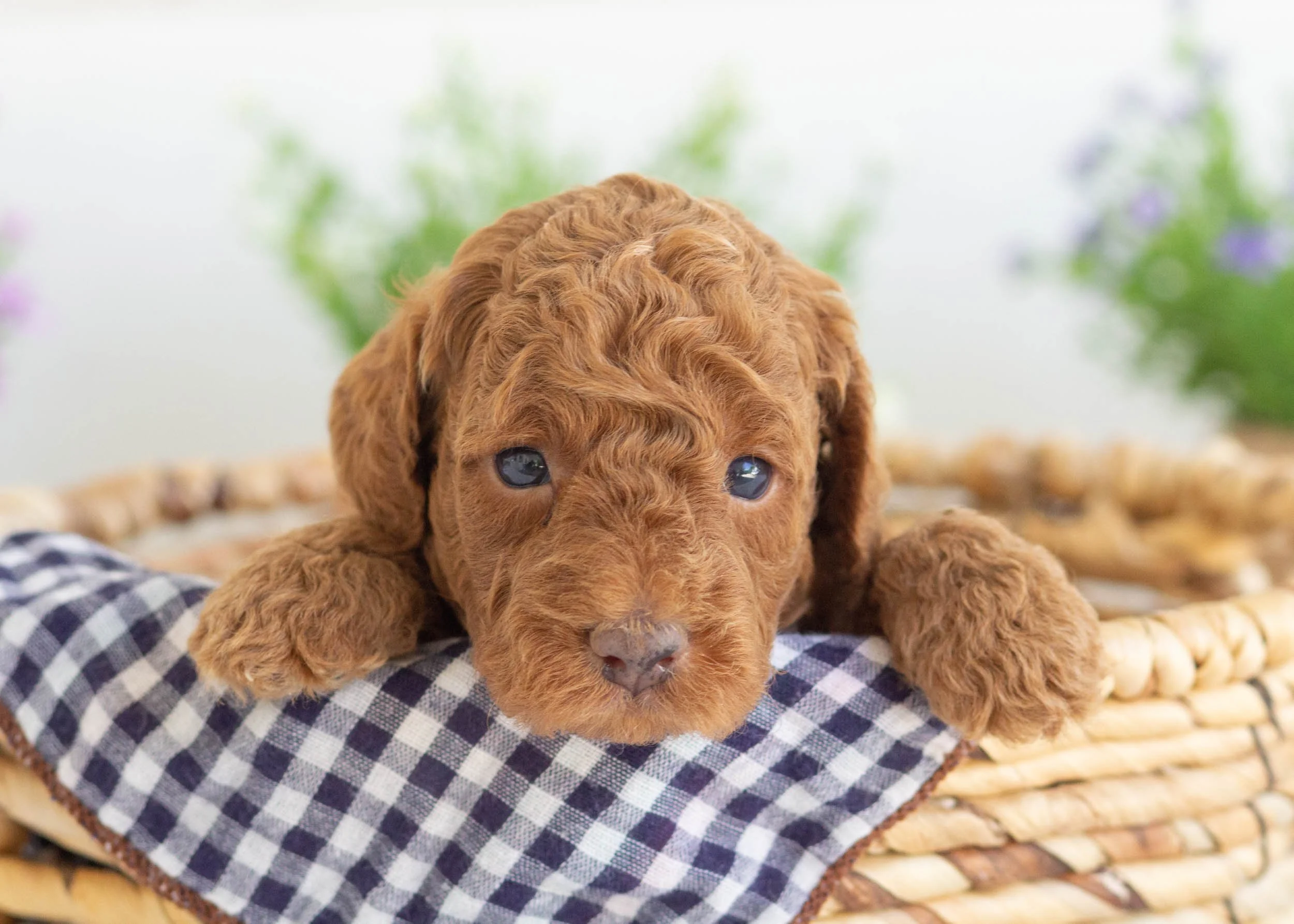 Zane Goldendoodle For Sale(3).jpg