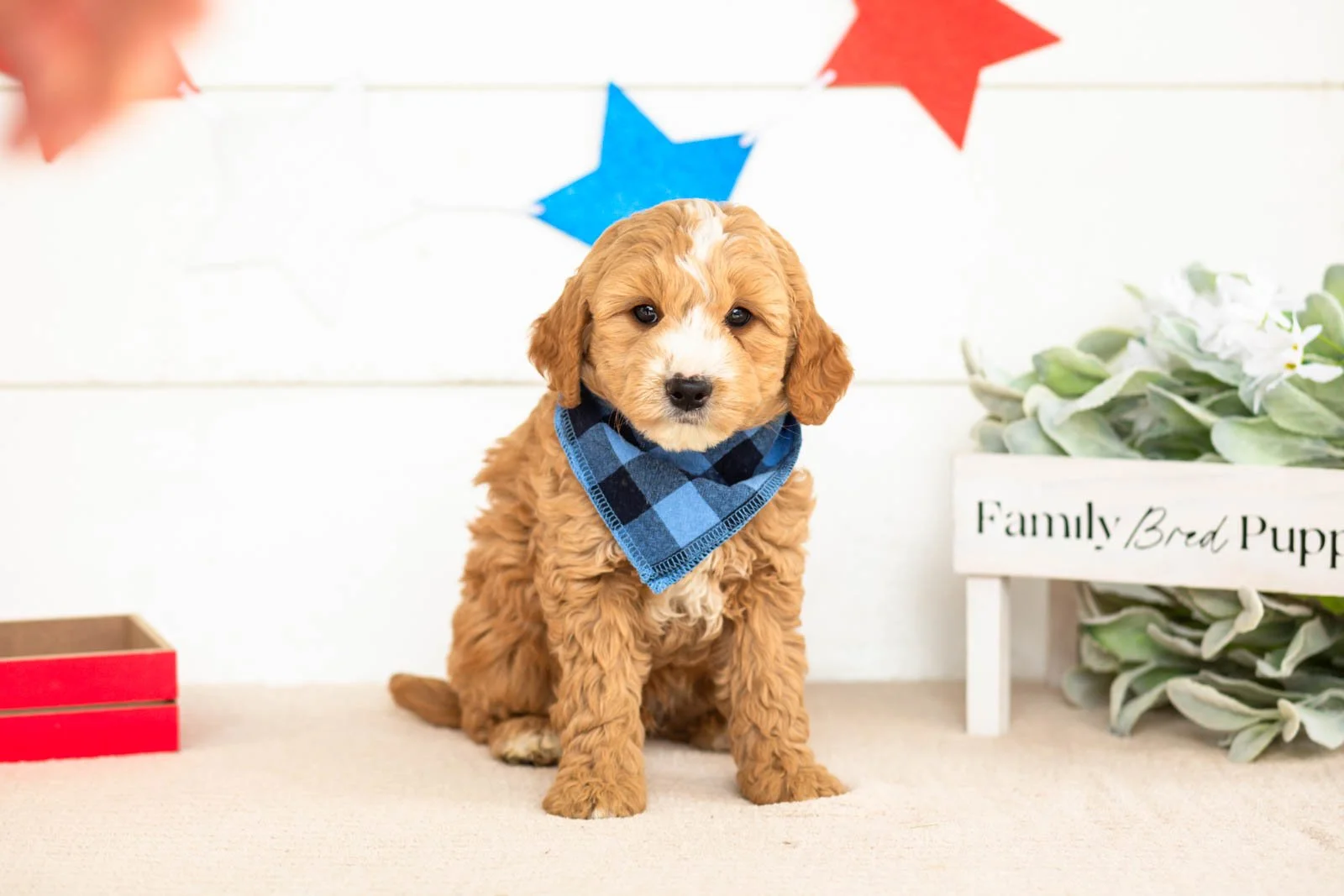 mathew goldendoodle for sale.jpg