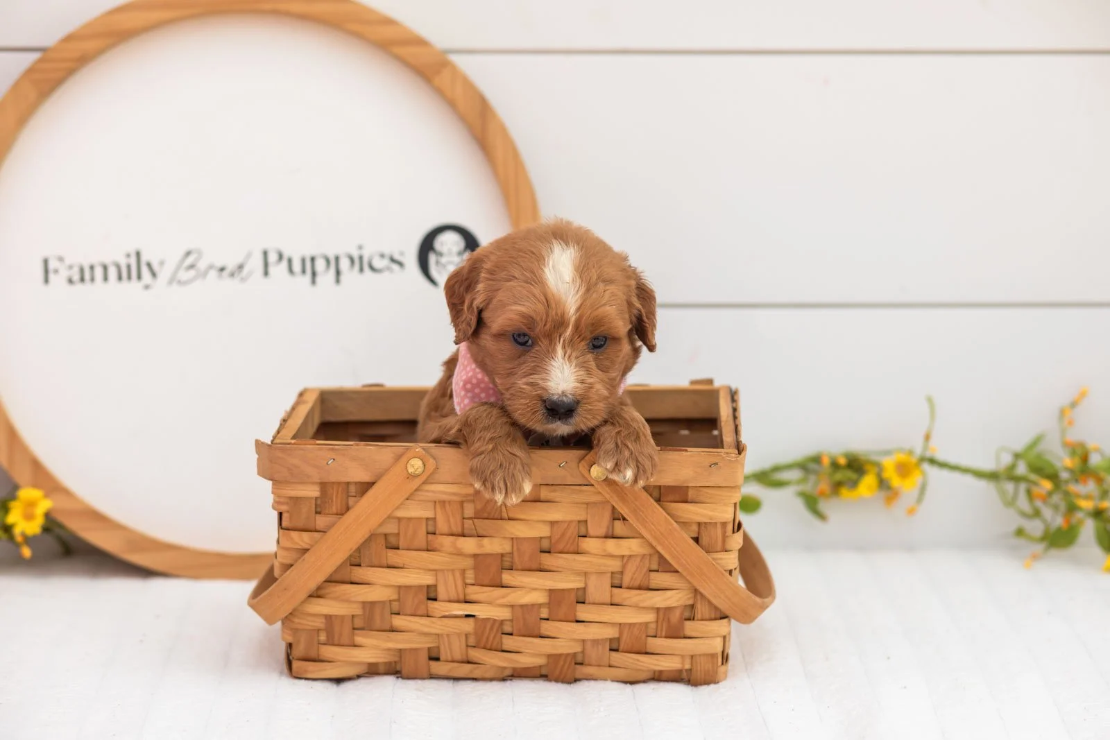 Oakley goldendoodle for sale(4).jpg