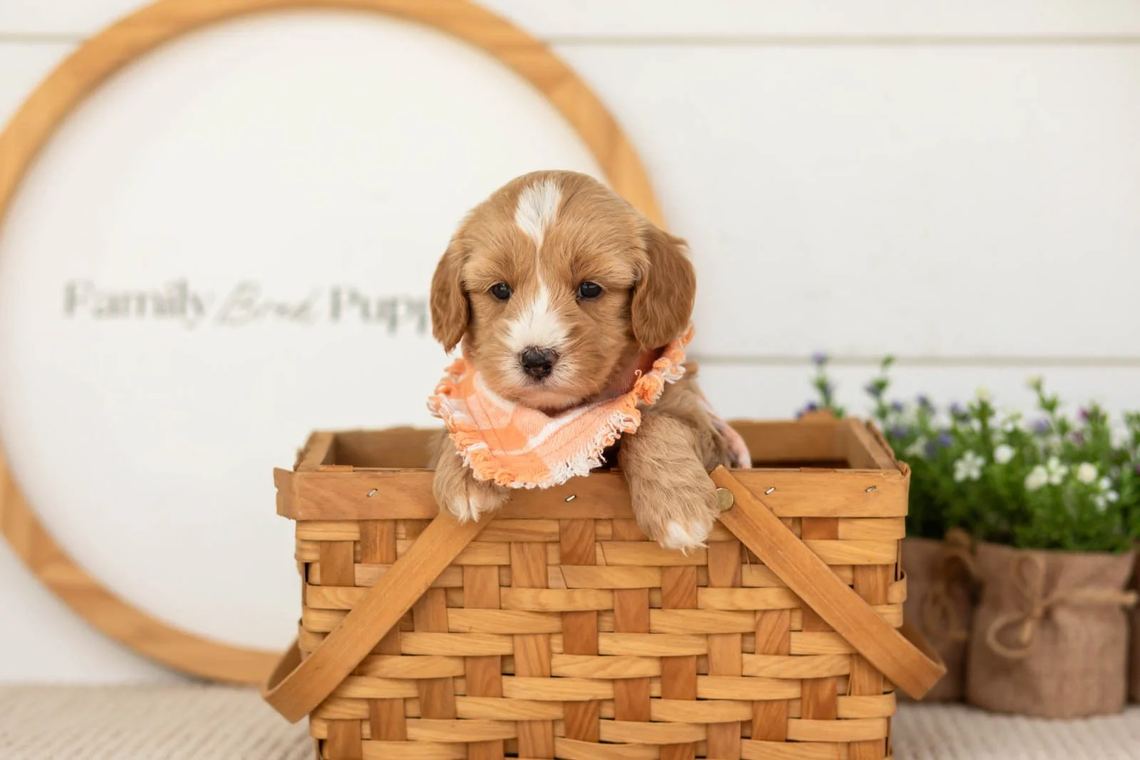 Blaze goldendoodle for sale.jpg