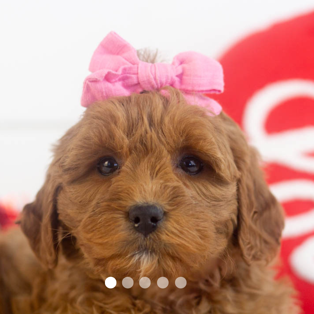 Copy of FBP Design.png