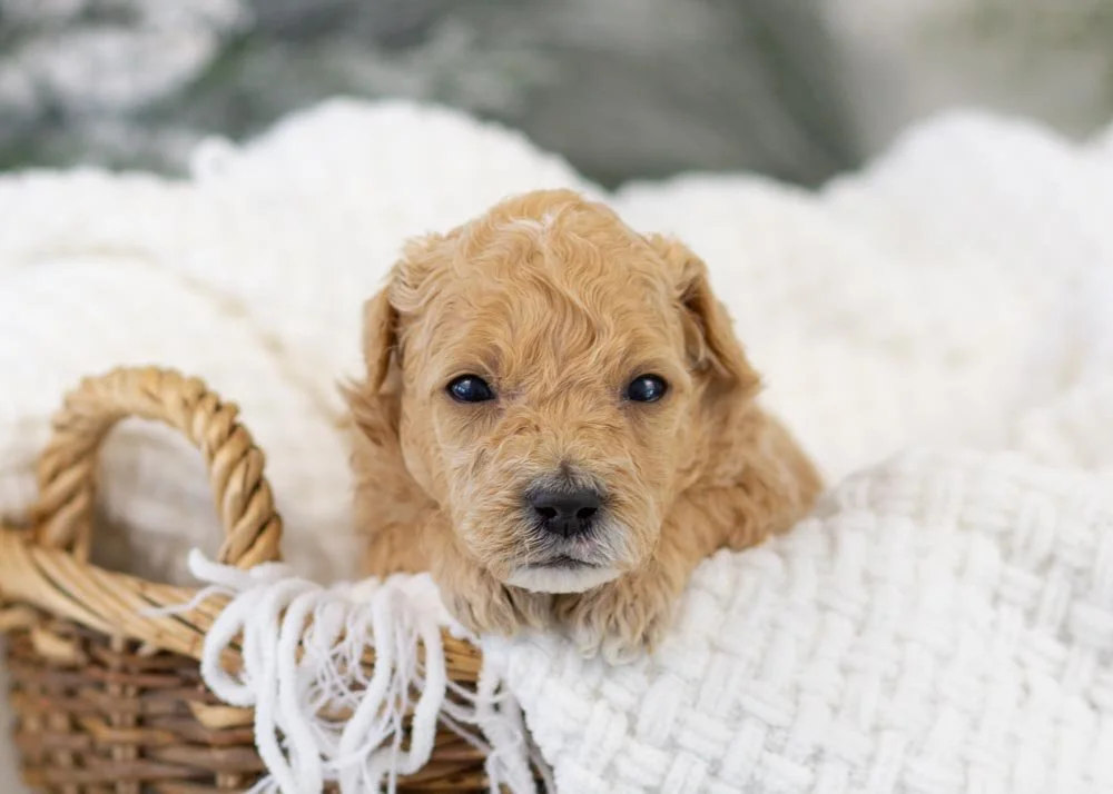 goldendoodle for sale