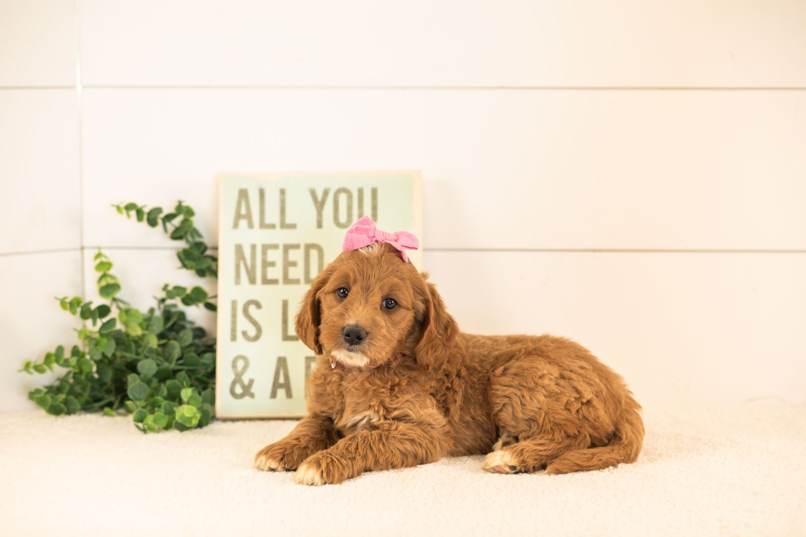 Ophelia goldendoodle for sale(3).jpg
