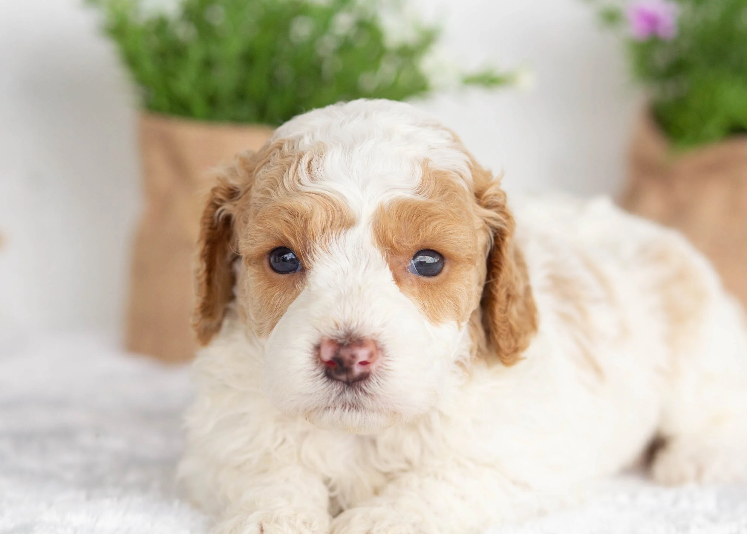 Hallie Goldendoodle For Sale.jpg
