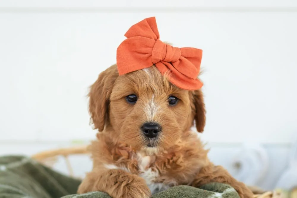 Strawberry goldendoodle for sale.jpg
