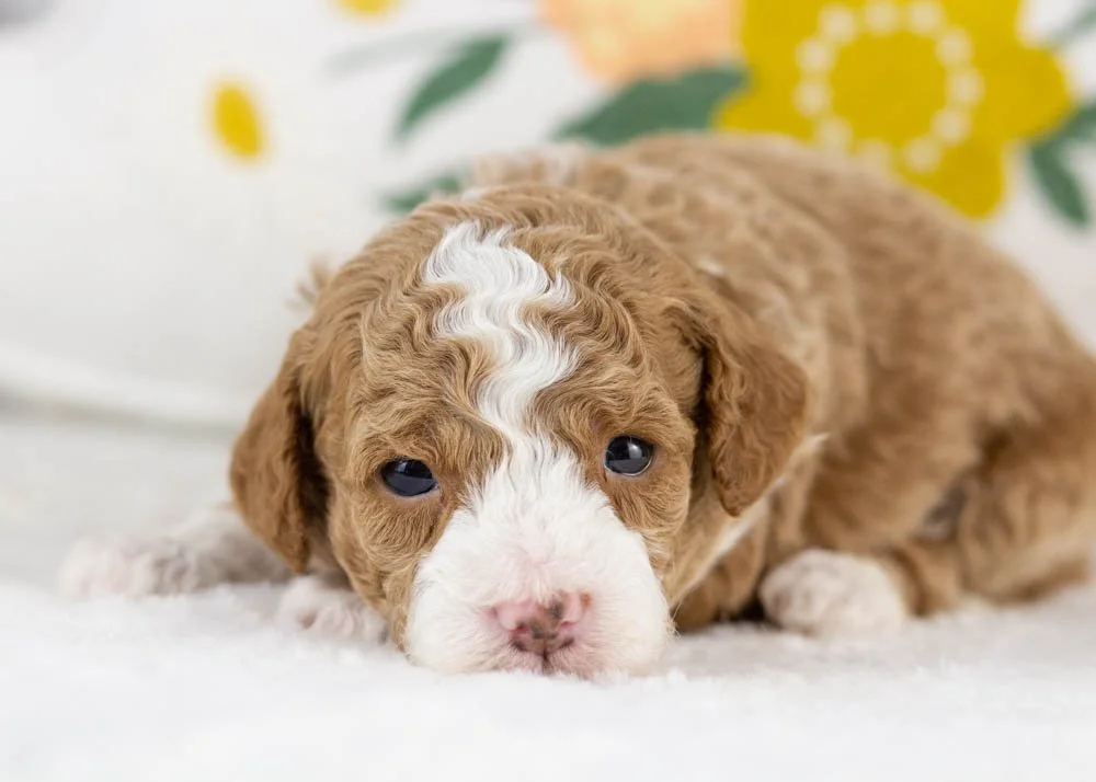 maddox goldendoodle for sale(2).jpg