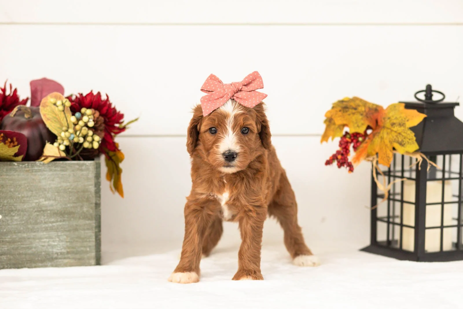 heffalump goldendoodle for sale(3).jpg