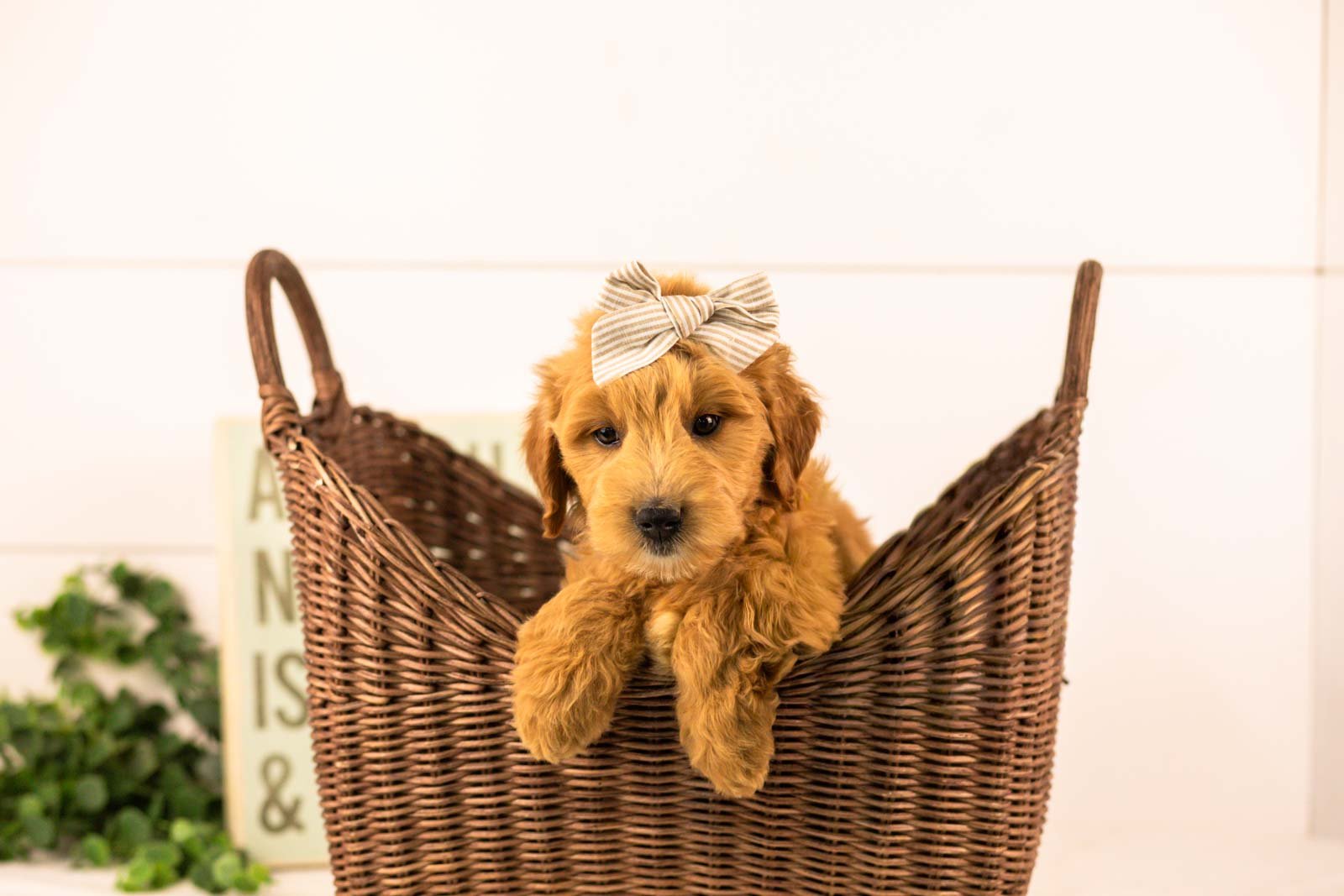 willow goldendoodle for sale(2).jpg