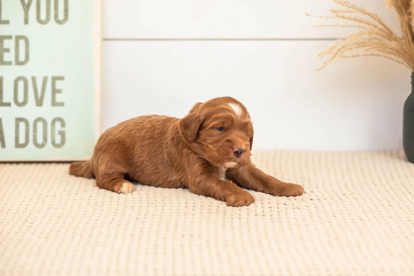 Bruce goldendoodle for sale(4).jpg