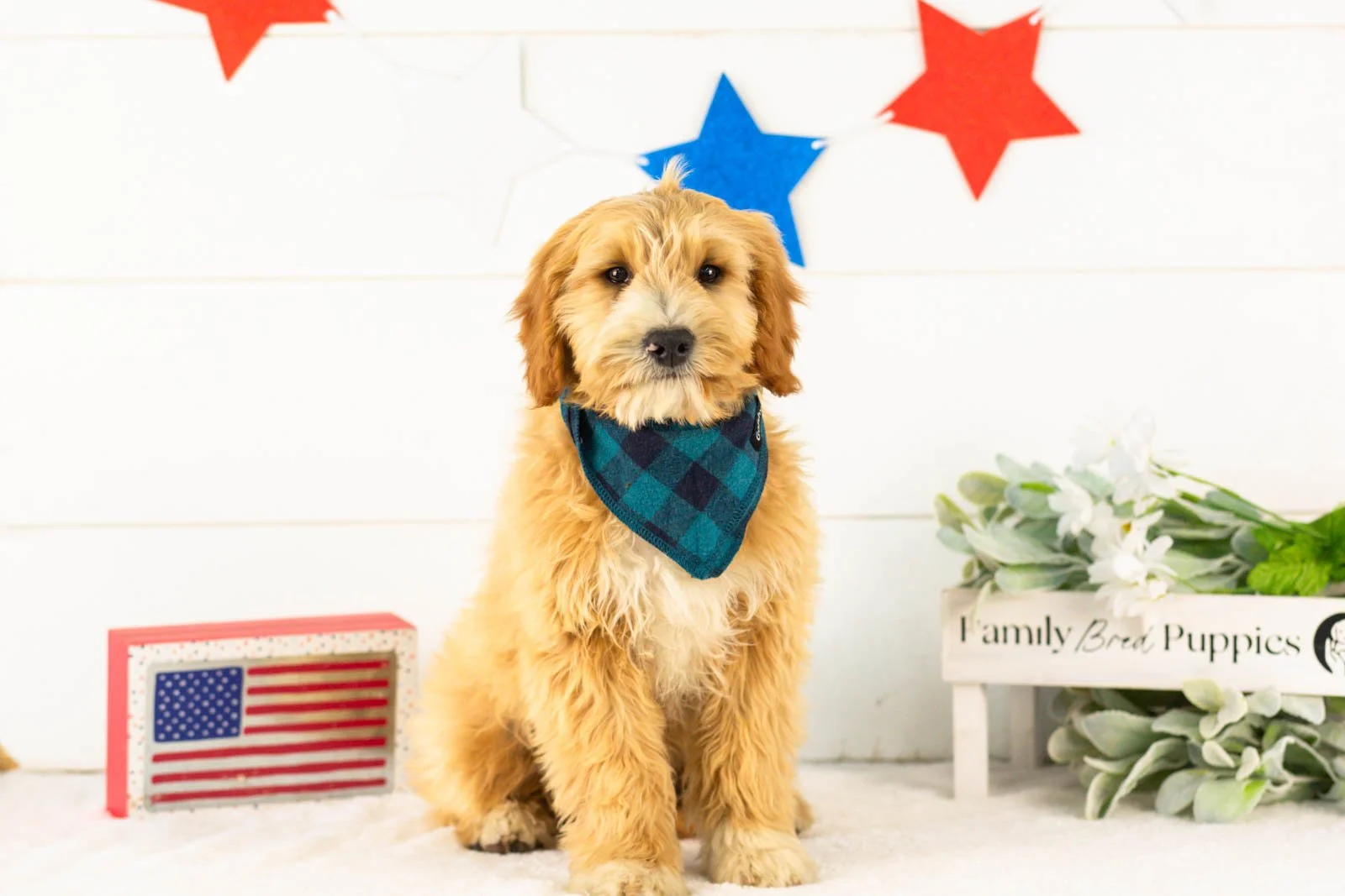 goldendoodle for sale