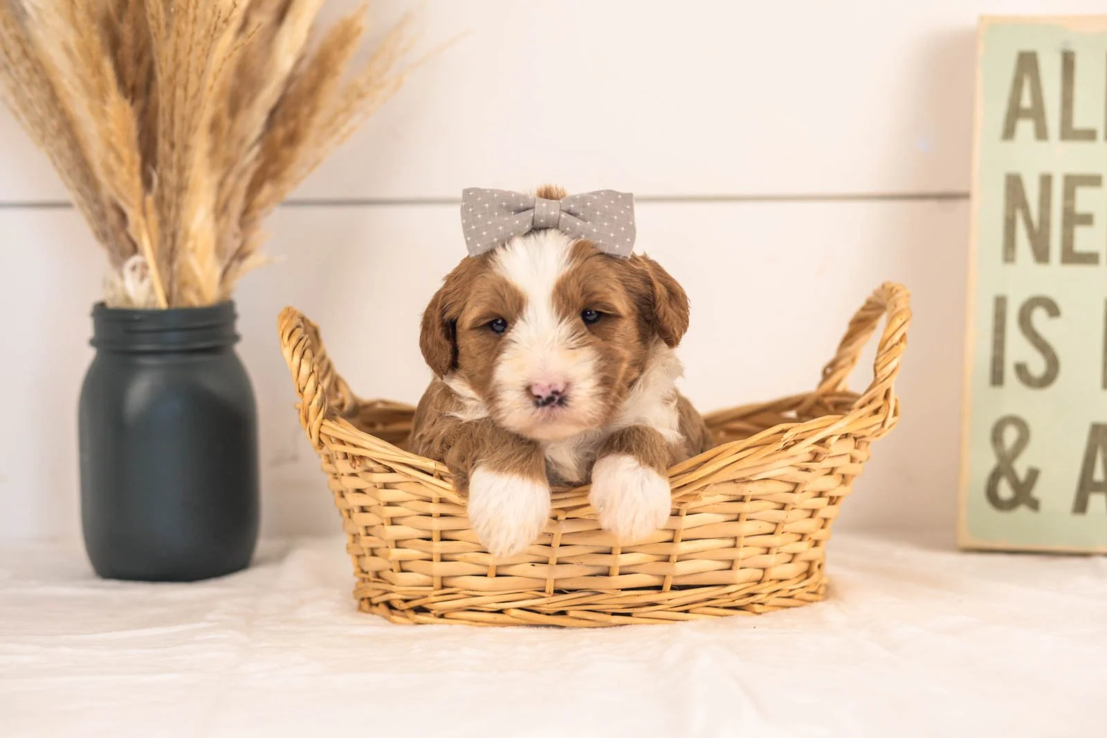 White Sox goldendoodle for sale(1).jpg