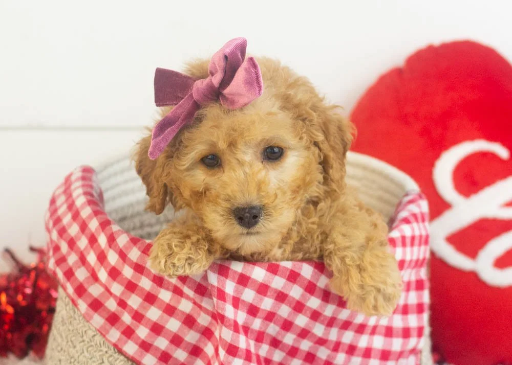 Georgia goldendoodle for sale.jpg