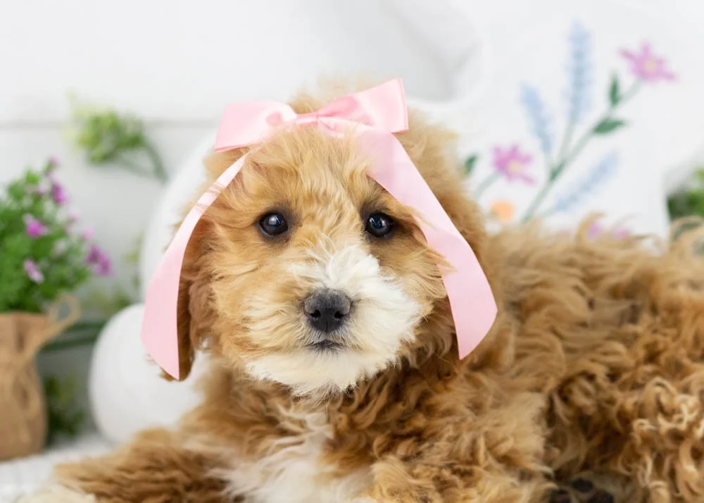 goldendoodle for sale