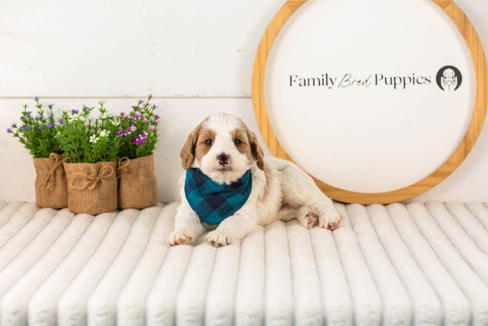 Dominic goldendoodle for sale(4).jpg