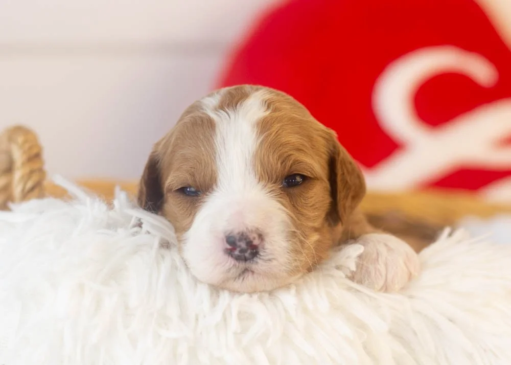 Brenda goldendoodle for sale(1).jpg