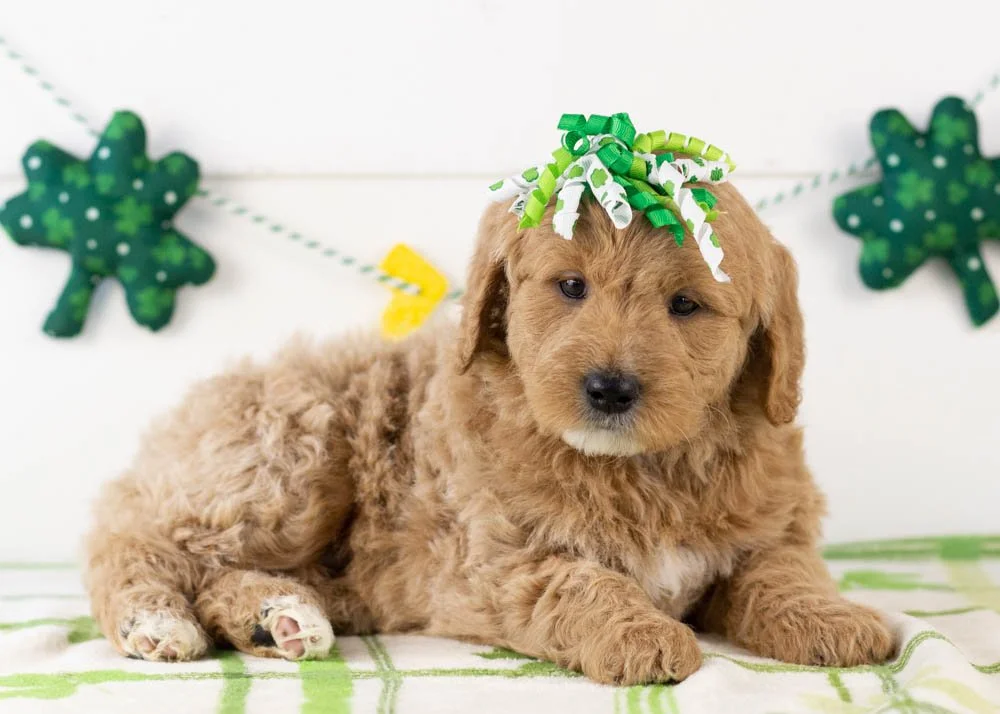 Matcha goldendoodle for sale(3).jpg
