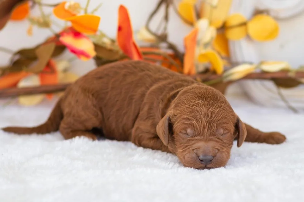 Titan goldendoodle for sale.(1).jpg