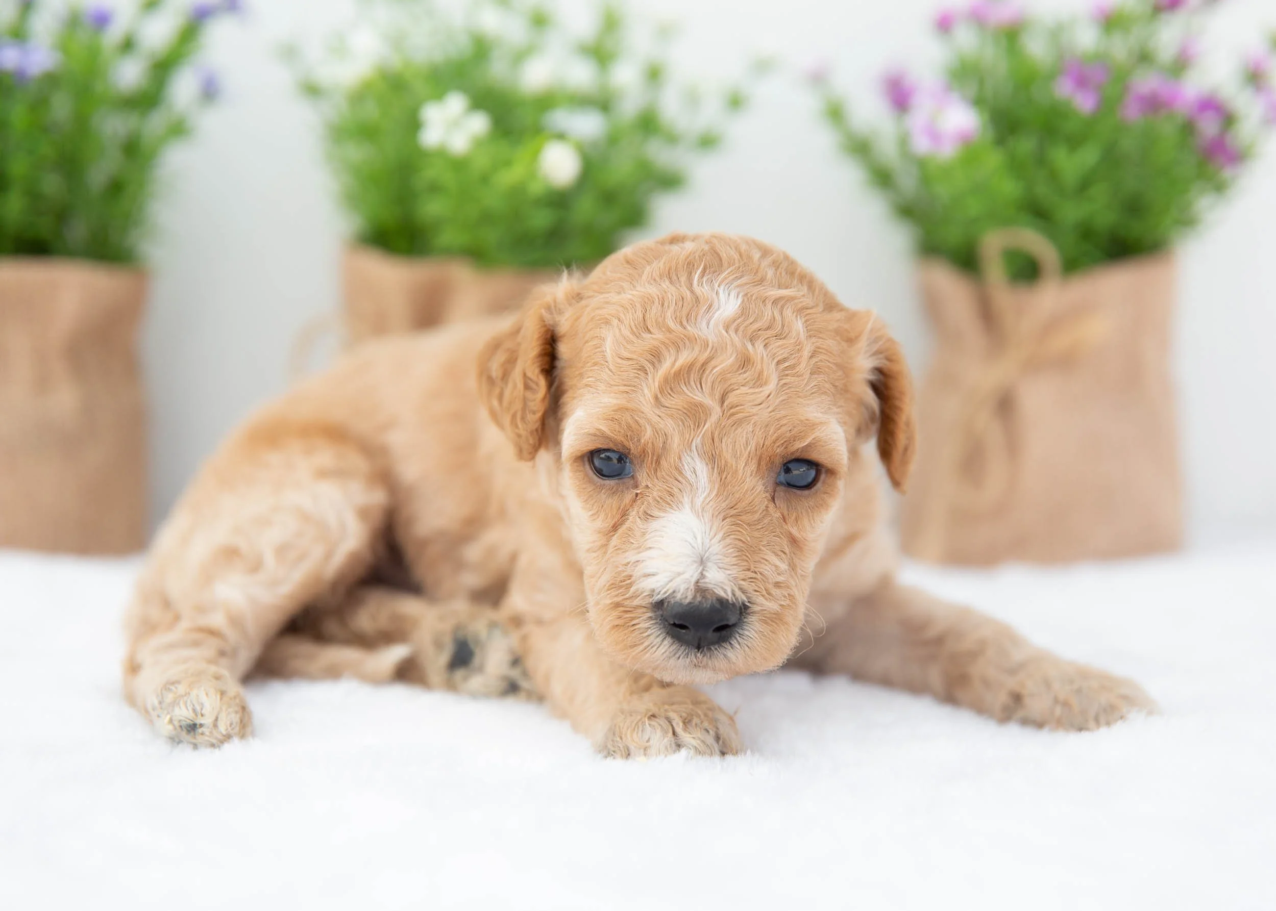 Beau goldendoodle for sale(3).jpg