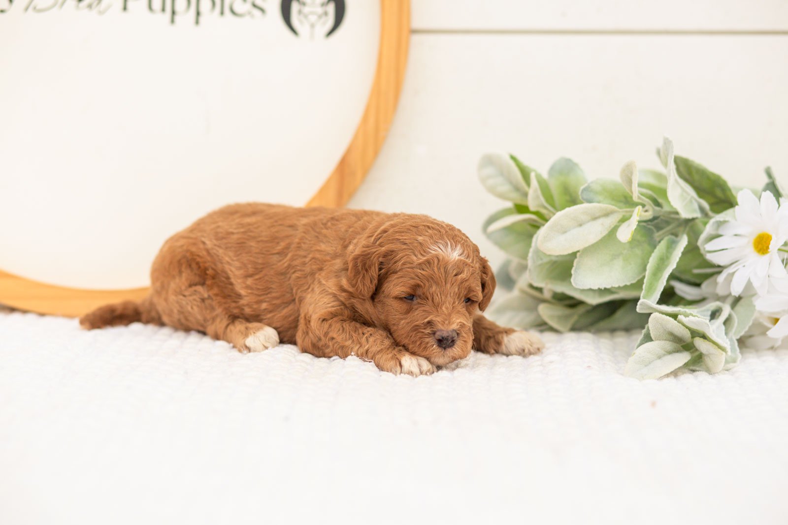 Serenity goldendoodle for sale(2).jpg