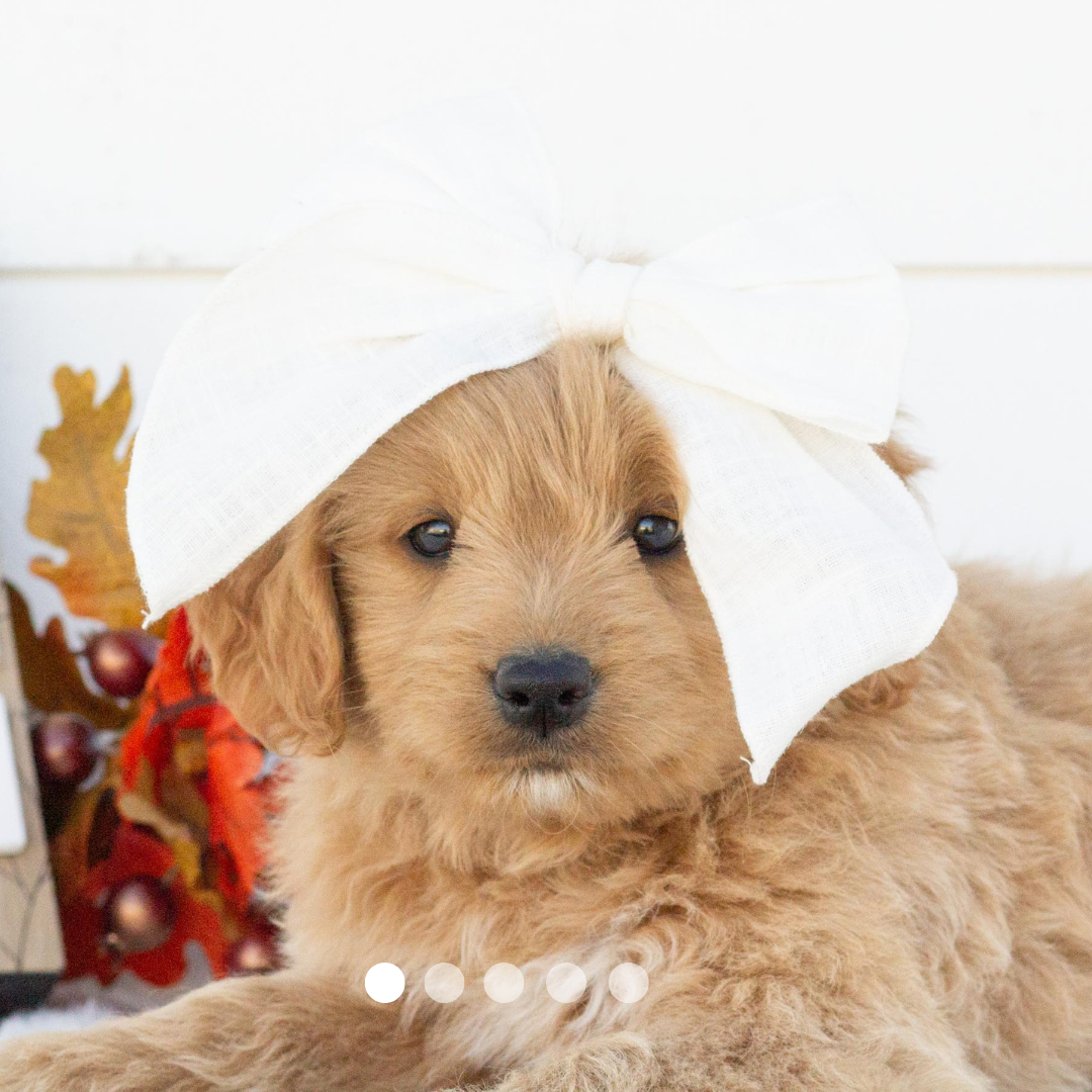 Copy of FBP Design.png