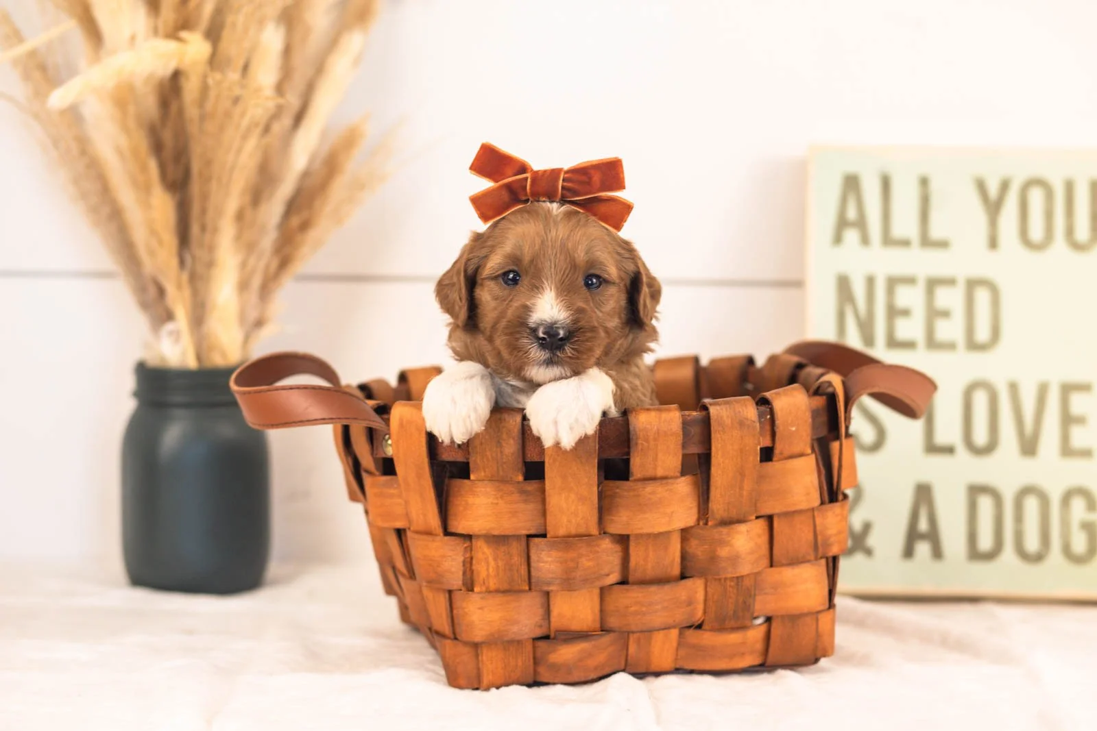 Astros goldendoodle for sale(1).jpg