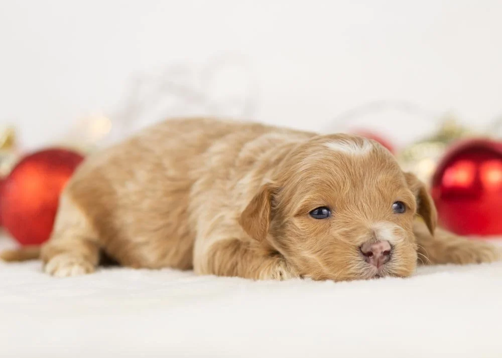 Hattie goldendoodle for sale(2).jpg
