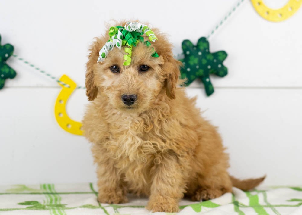 Georgia goldendoodle for sale.jpg