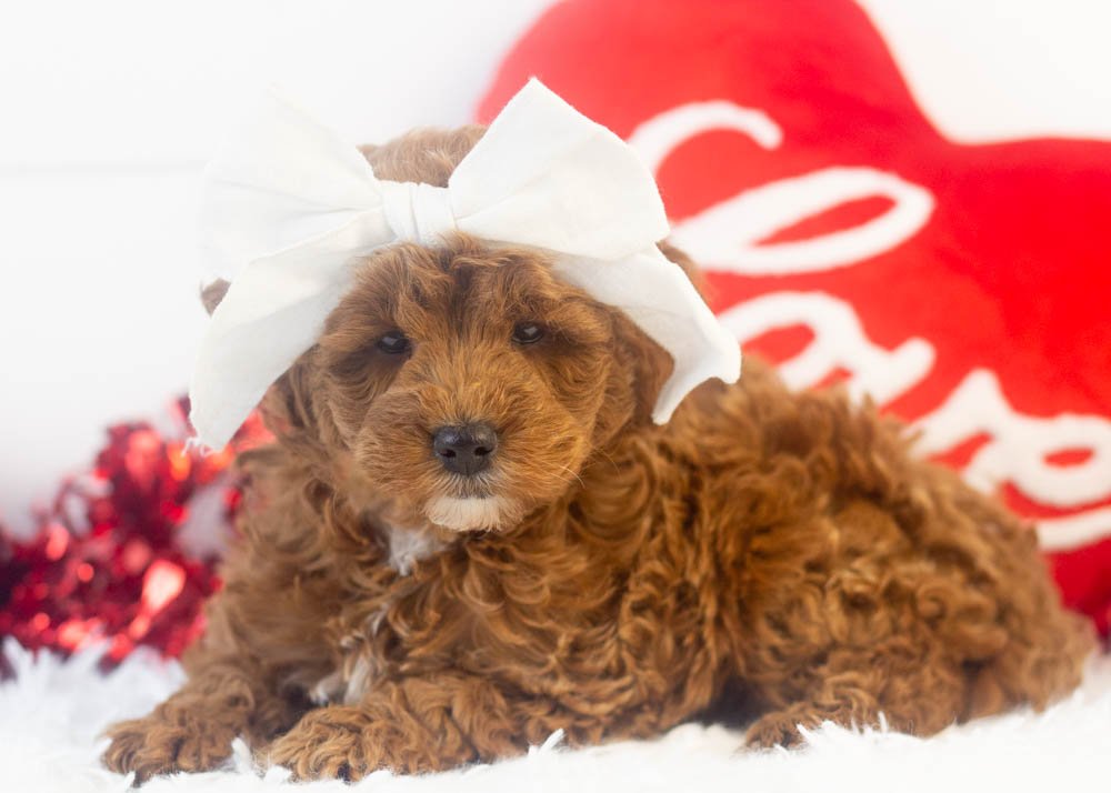 valerie goldendoodle for sale.jpg