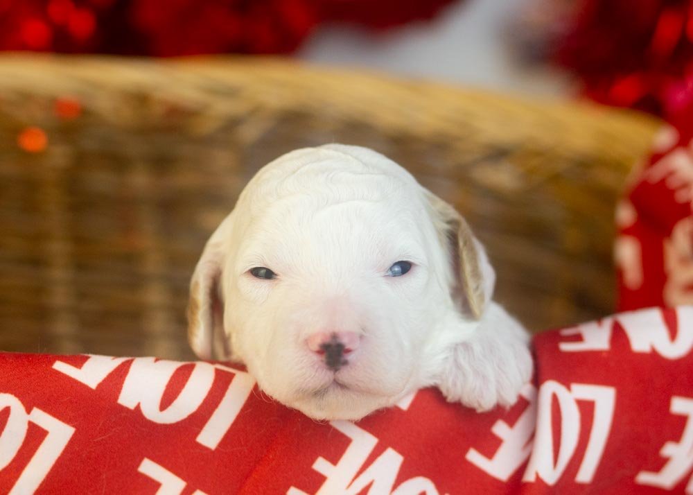 goldendoodle for sale