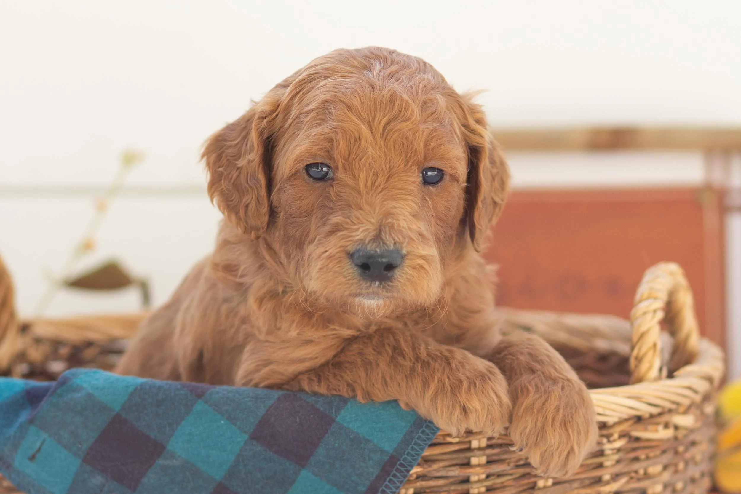 pie goldendoodle for sale..jpg