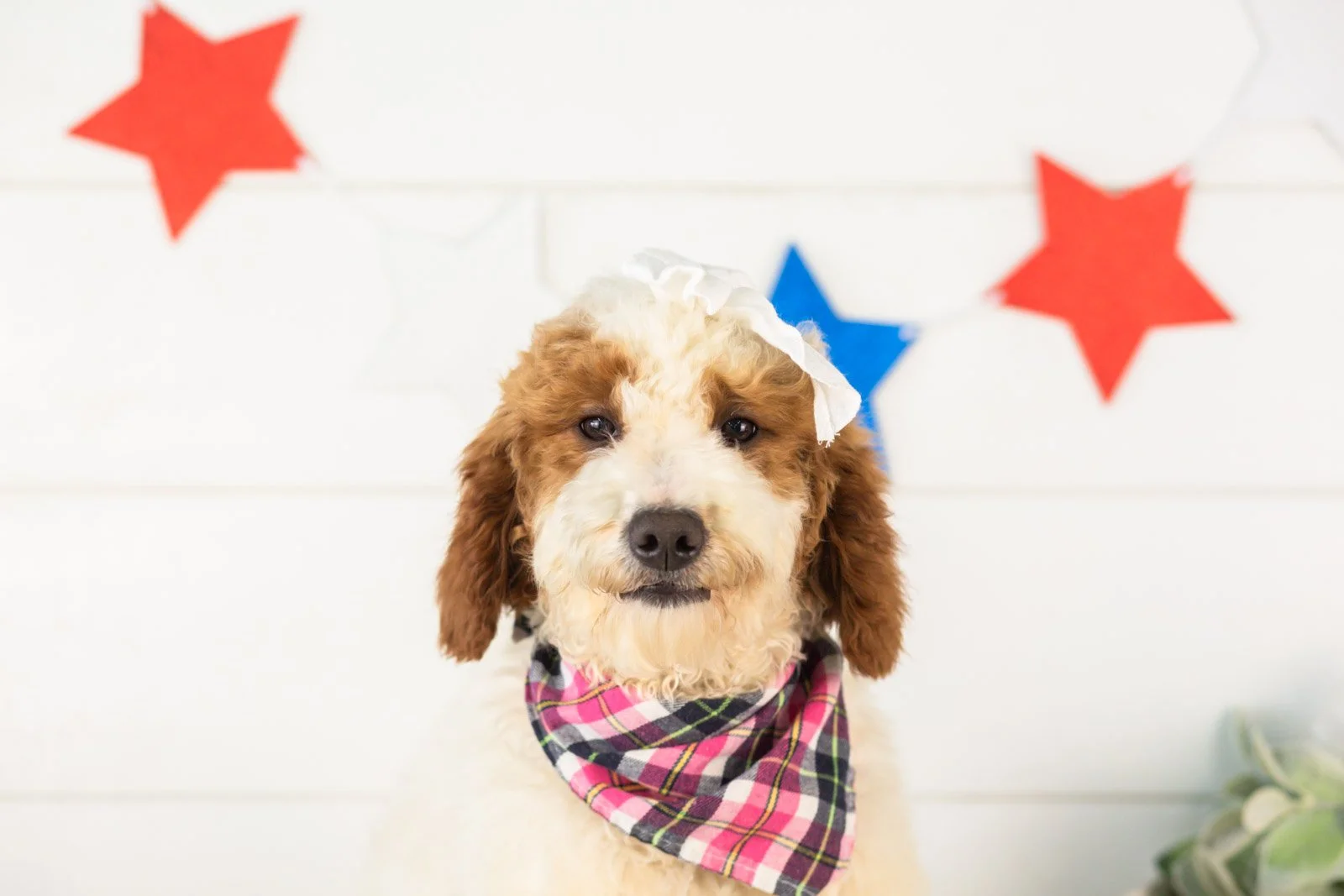 Dolly Parton goldendoodle for sale(2).jpg