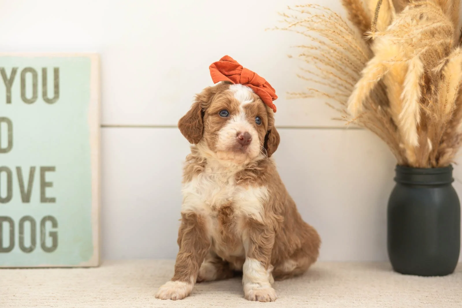 Wren goldendoodle for sale(3).jpg