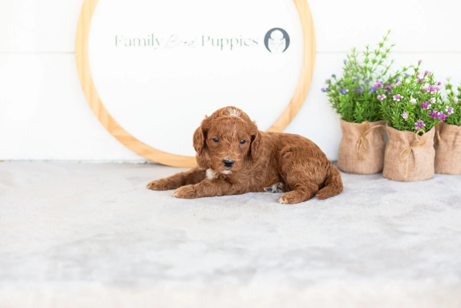 Alex goldendoodle for sale.jpg
