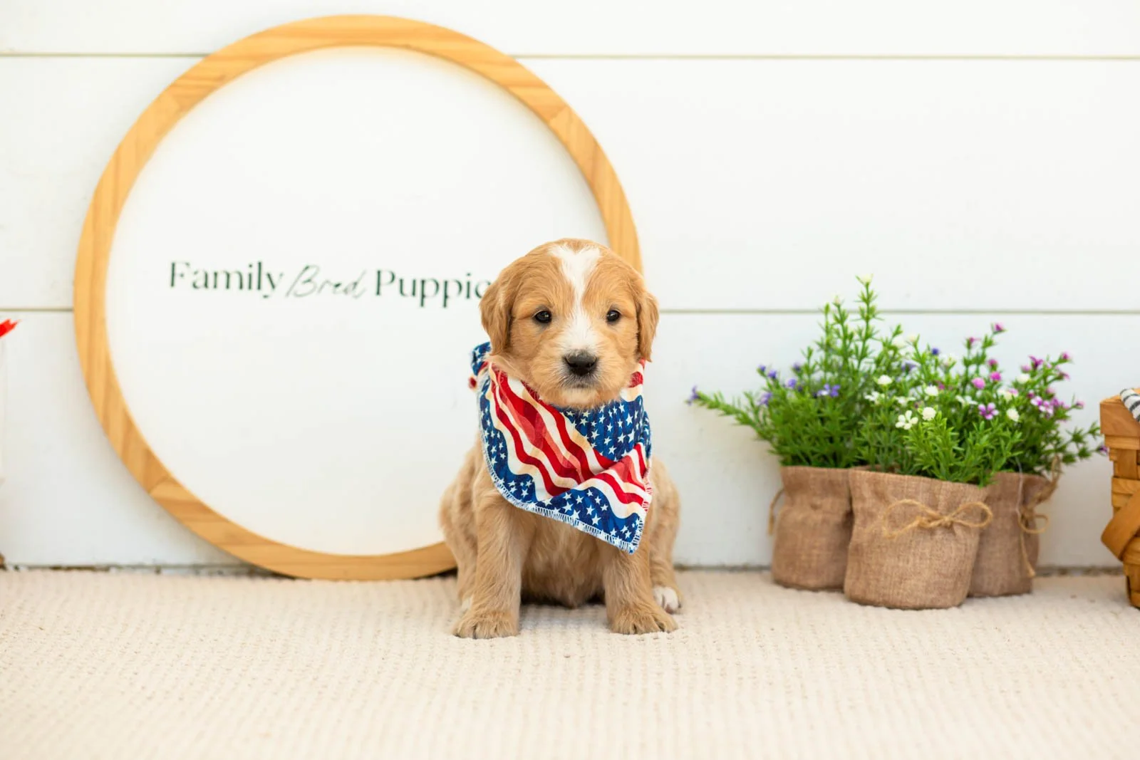 Danny Goldendoodle for sale(1).jpg