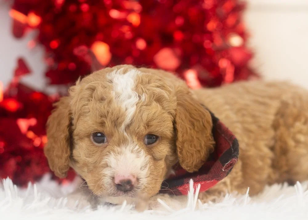 goldendoodle for sale