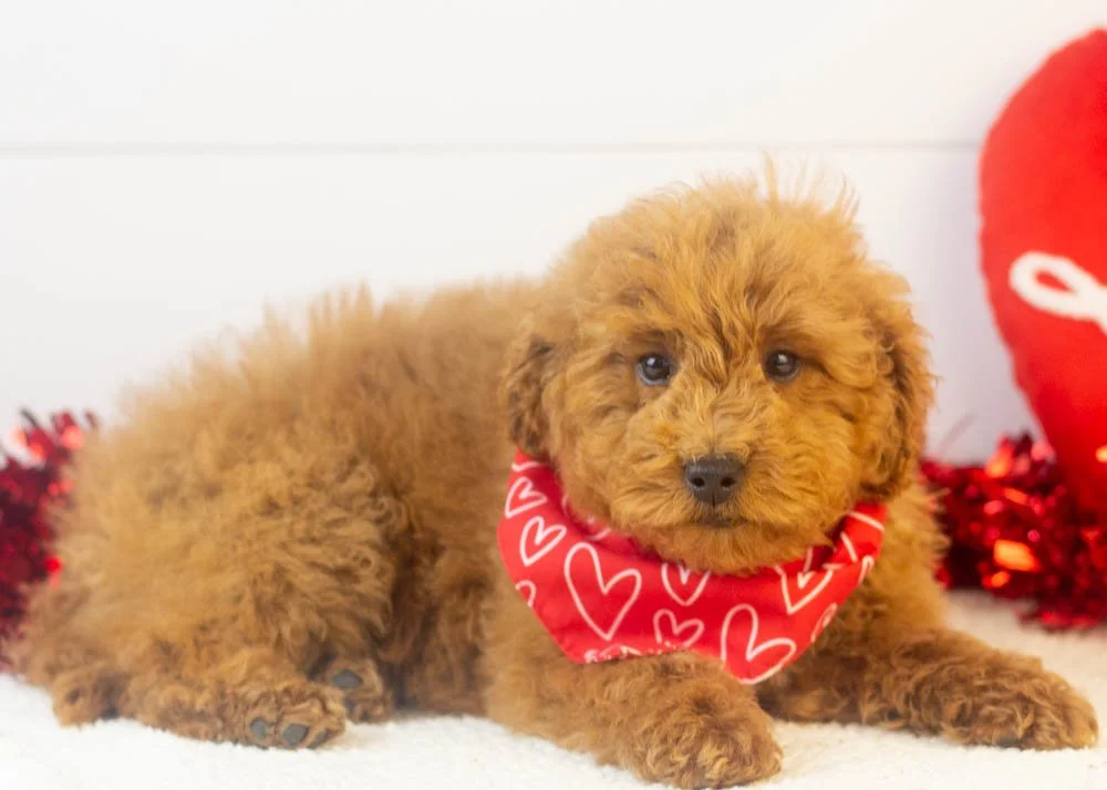 Bear goldendoodle for sale.jpg